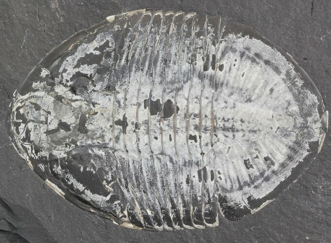 Pseudogygites Trilobite From Ontario - Cyber Monday Special! #42800